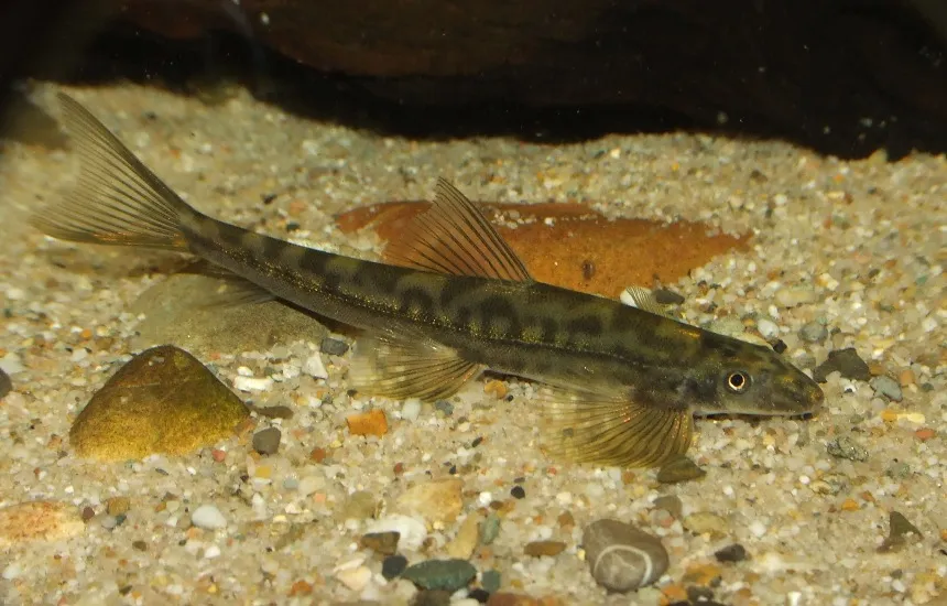 Cá chạch suối Annamia thuathienensis, Annamia thuathienensis