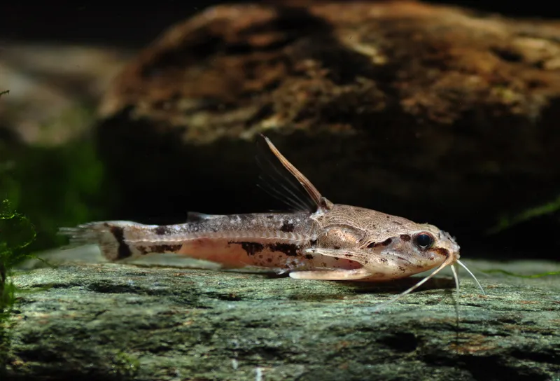 Cá trê nói chuyện cẩm thạch, Amblydoras nauticus