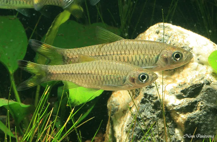 Cá rasbora đuôi kéo lớn, Rasbora caudimaculata