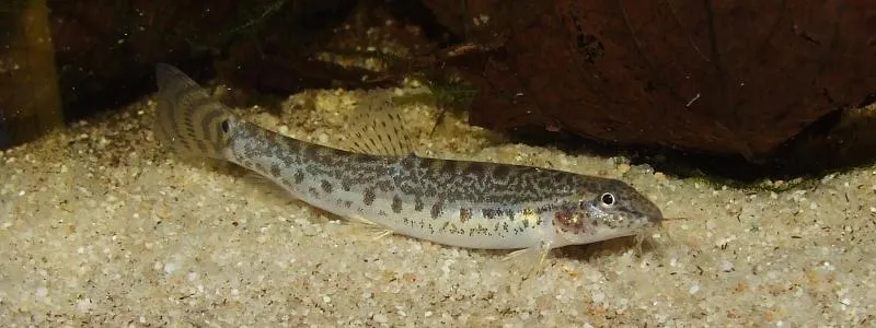 Cá chạch Lepidocephalichthys thermalis, Lepidocephalichthys thermalis