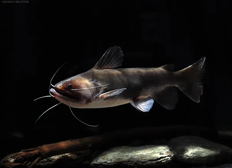 Cá trê nuốt (Gulper Catfish), Asterophysus batrachus