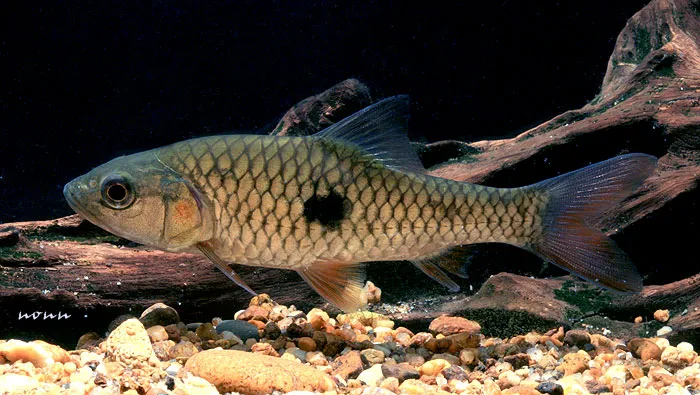 Subadult from Thailand.