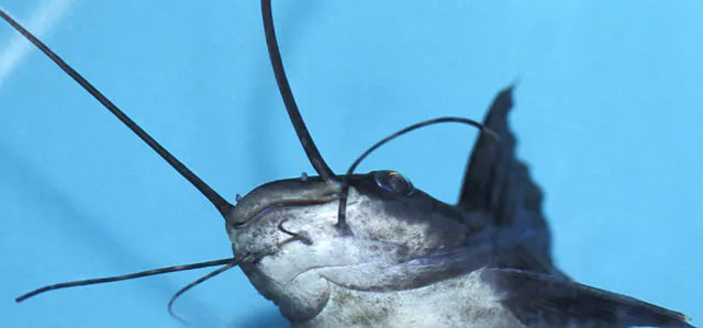 Cá da trơn buồm Leiarius, Leiarius pictus