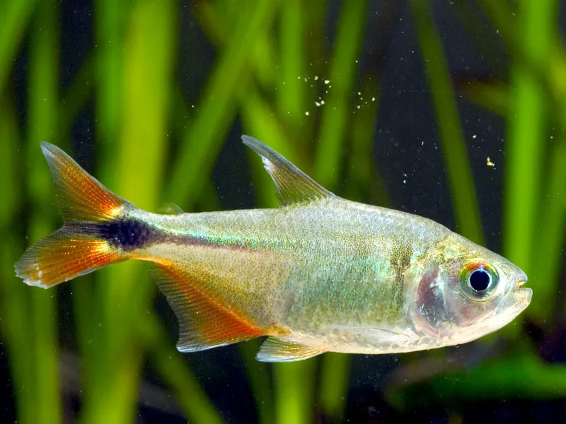 Specimen from the Singapore aquarium trade with slight damage to lower caudal-fin lobe.