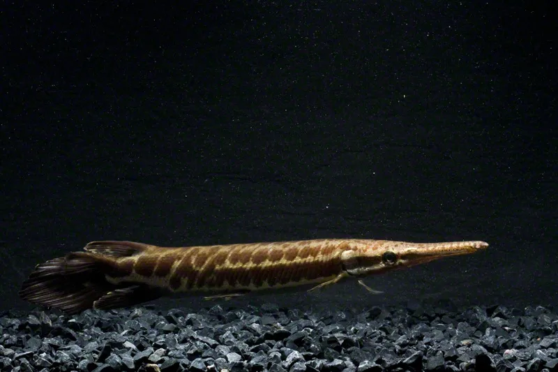 Cá gar nhiệt đới, Atractosteus tropicus