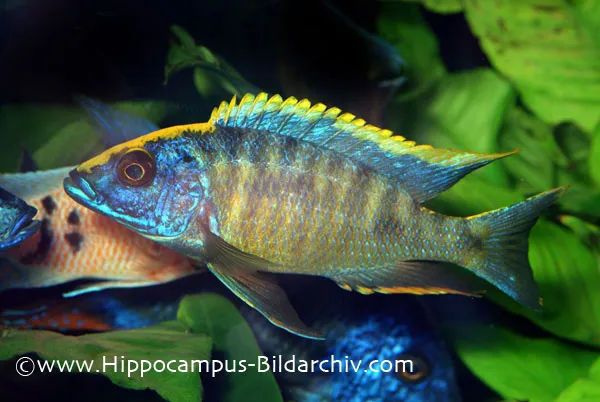 Cá cichlid đầu lưu huỳnh, Otopharynx lithobates