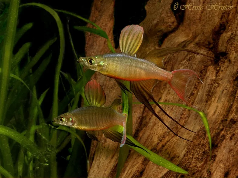 More sparring males.