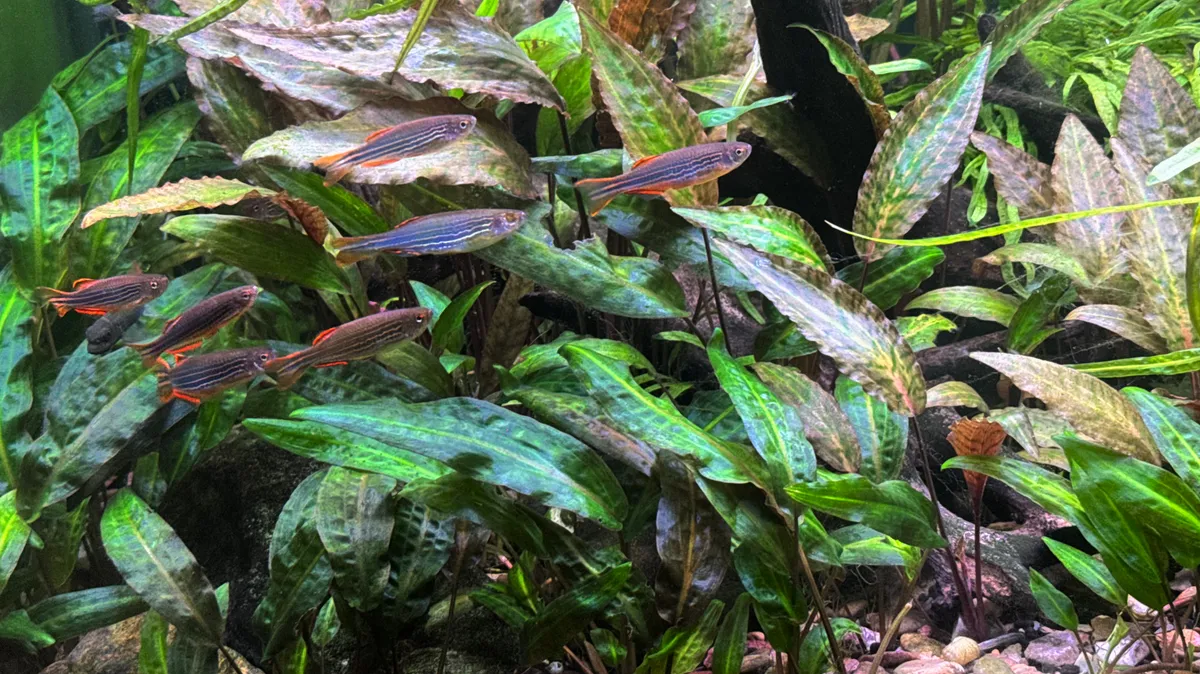 Cá danio vây cam, Danio kyathit
