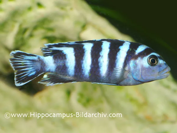 Cá mbuna Demason, Pseudotropheus demasoni