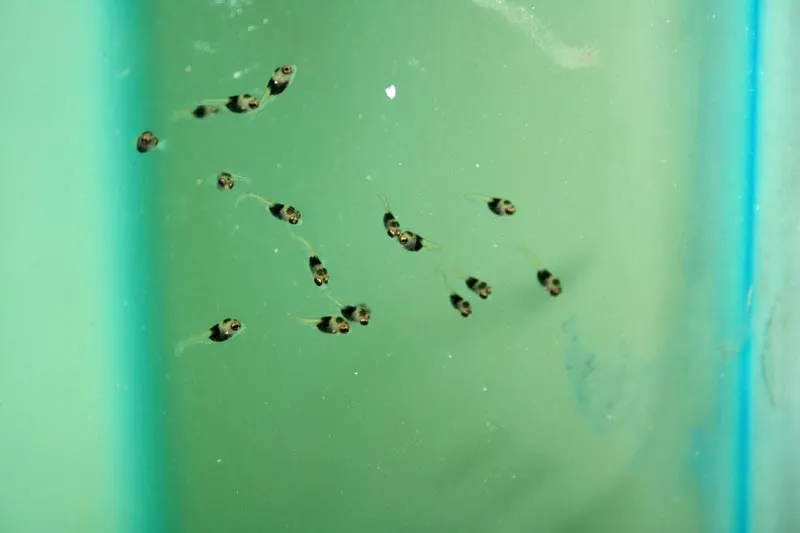 Captive-bred free-swimming fry.