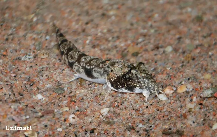 Specimen from the Danish aquarium trade.