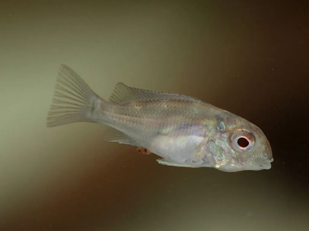 Captive-bred fry of G. cf. brachybranchus.