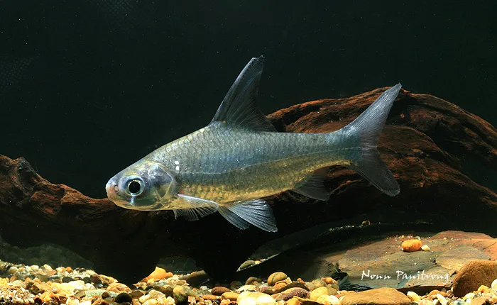 Cá mè lúi Amblyrhynchichthys micracanthus, Amblyrhynchichthys micracanthus