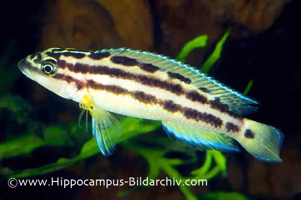 Cá julie vàng, Julidochromis ornatus