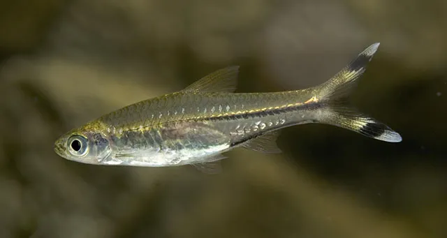 Cá rasbora đuôi kéo, Rasbora trilineata