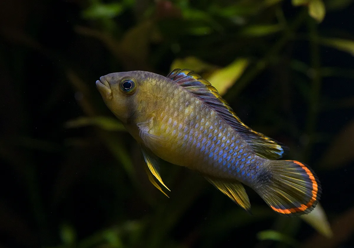 Cá ranh lùn panda, Apistogramma nijsseni