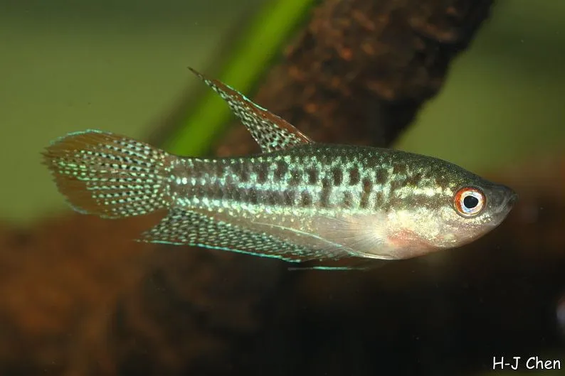 Cá sặc lùn, Trichopsis pumila