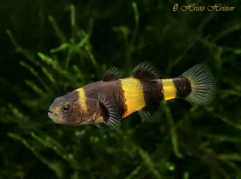 Cá bống ong, Brachygobius doriae