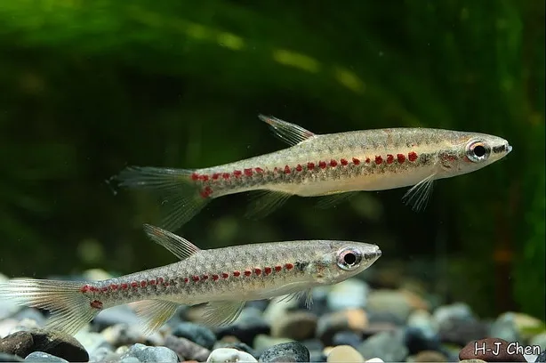 Two young adult males.