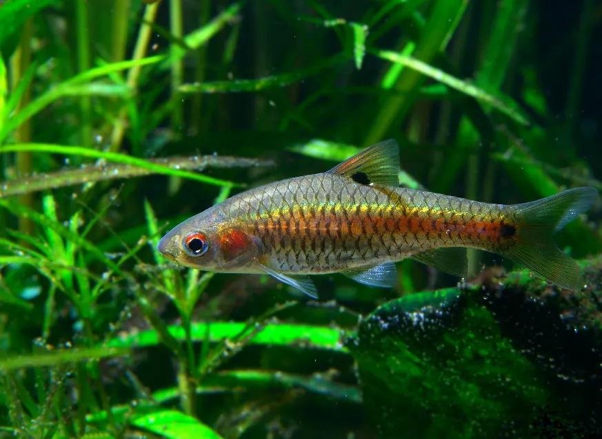 Cá barb hai chấm, Puntius bimaculatus