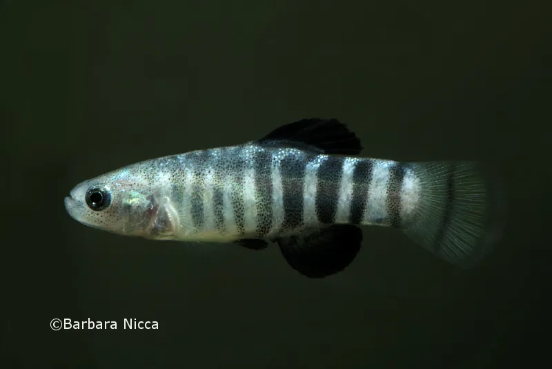 Cá cyprinodont Acı, Anatolichthys transgrediens