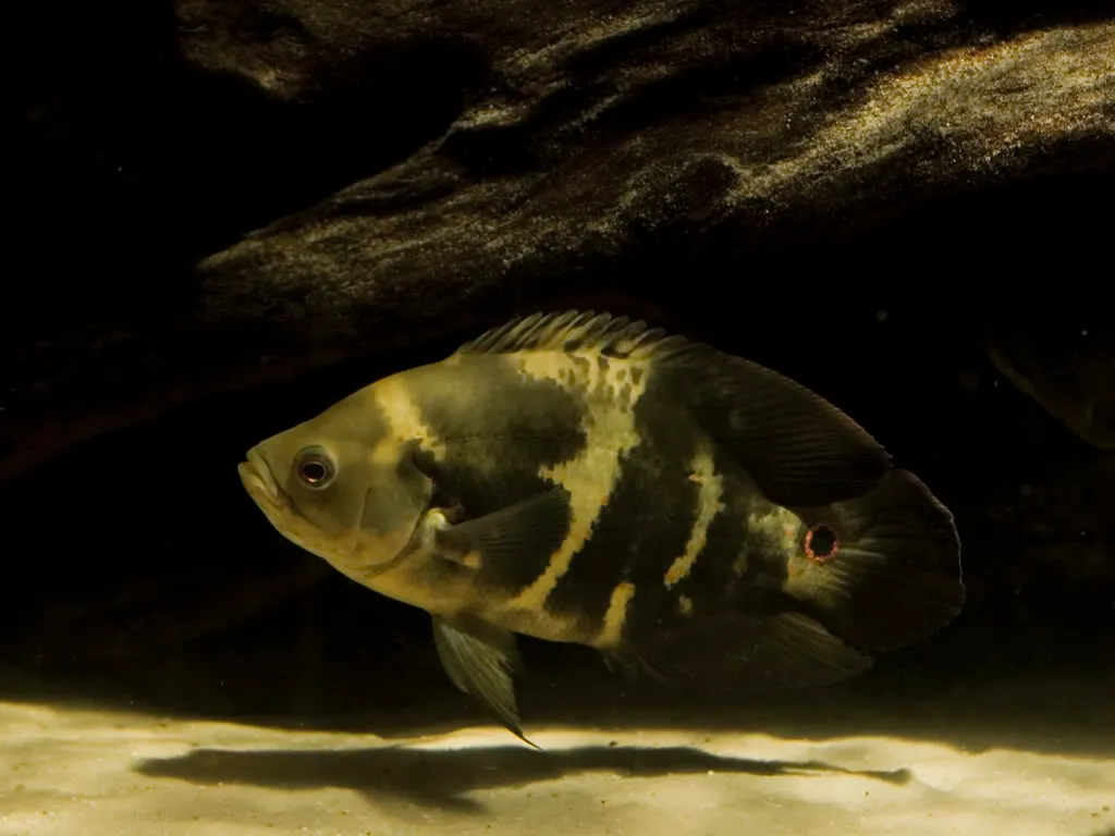 Cá hổ báo (cá la hán Oscar), Astronotus ocellatus
