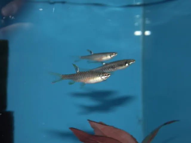 Cá tetra phun nước, Copella arnoldi