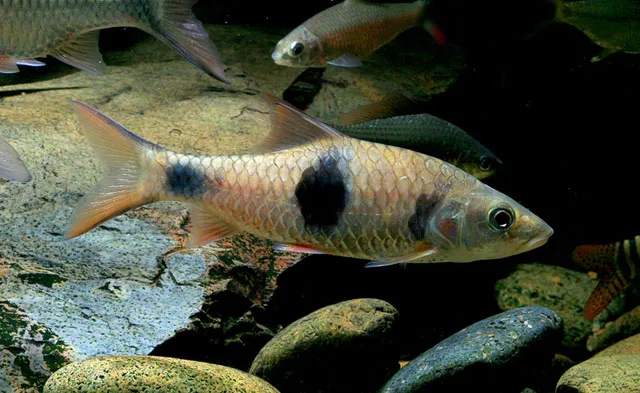 Cá hampala Salween, Hampala salweenensis