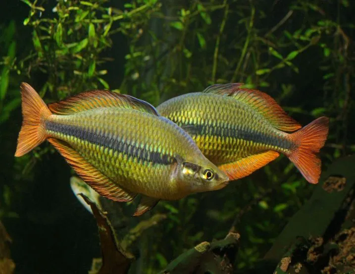 The same two males of Melanotaenia herbertaxelrodi.