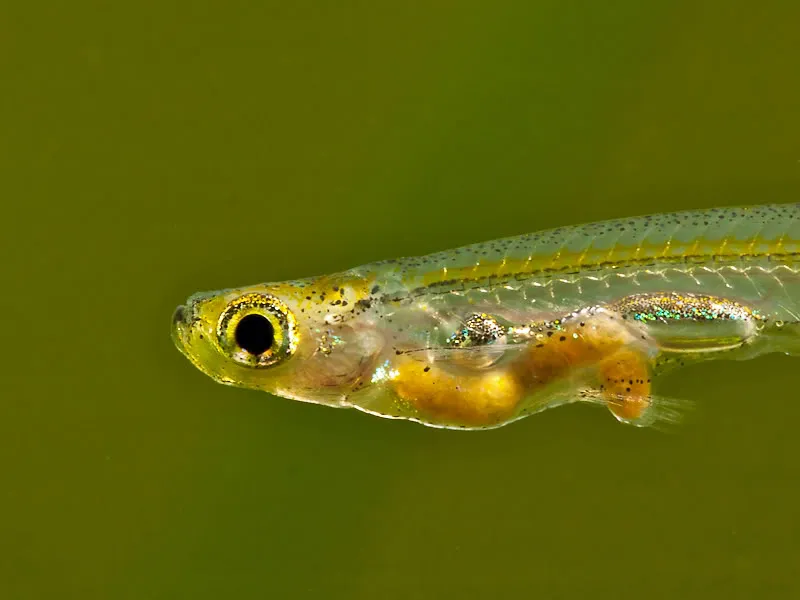 Detail of head and anterior portion of body.