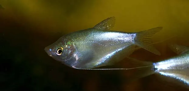 Cá sặc trăng, Trichopodus microlepis