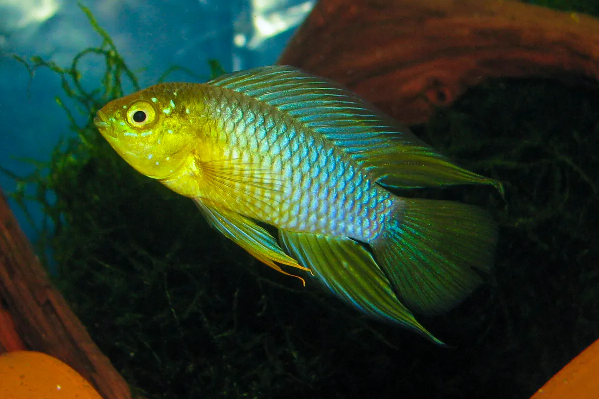 Cá cichlid lùn Borelli, Apistogramma borellii