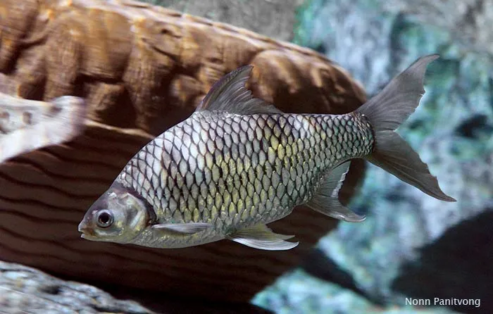 Cá hường Java, Barbonymus gonionotus