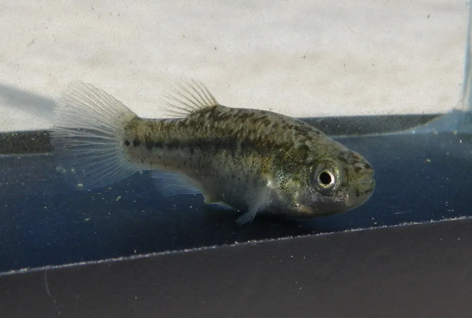 Cá răng Sahara, Apricaphanius saourensis