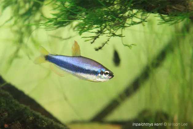Cá neon hoàng đế tím, Inpaichthys kerri