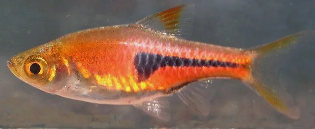 Cá rasbora espei, Trigonostigma espei