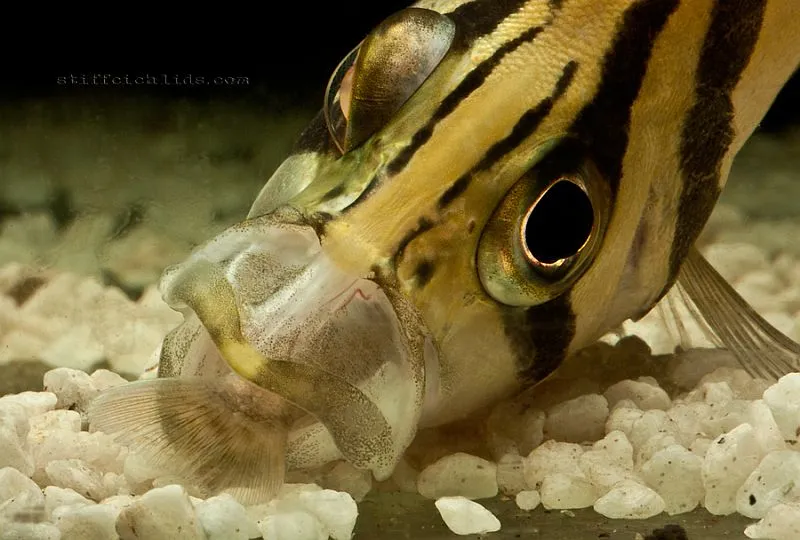 Datnioides species possess protrusible mouthparts enabling them to capture relatively large prey.