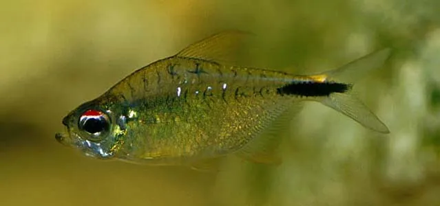 Cá tetra Leopold, Astyanax leopoldi