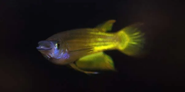 Cá sọc panchax, Aplocheilus lineatus