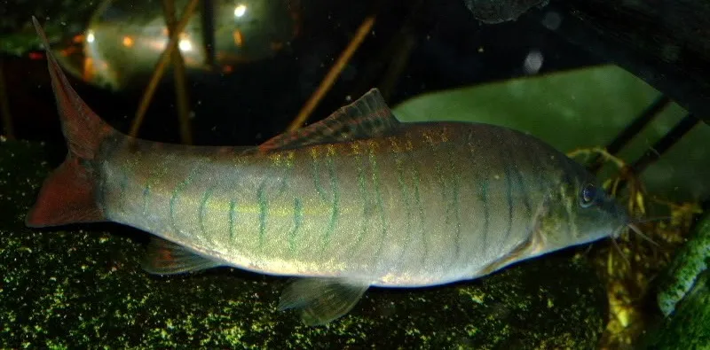 ...but as the fish mature the body deepens considerably.