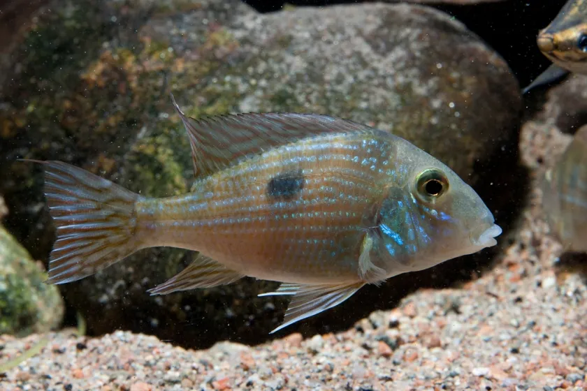 Cá ăn đất Parnaíba, Geophagus parnaibae