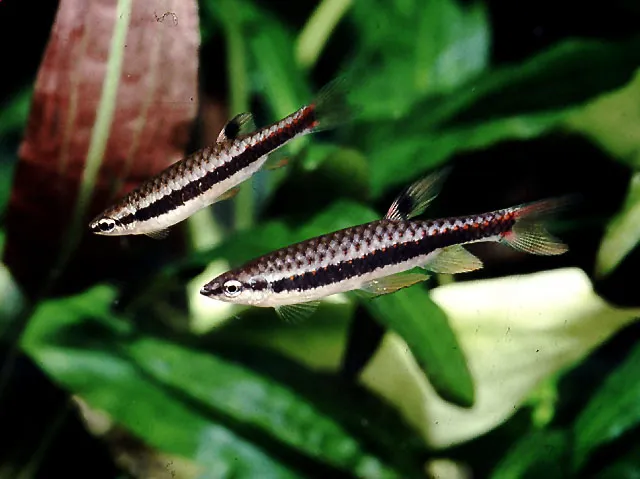Adult pair, male lower.