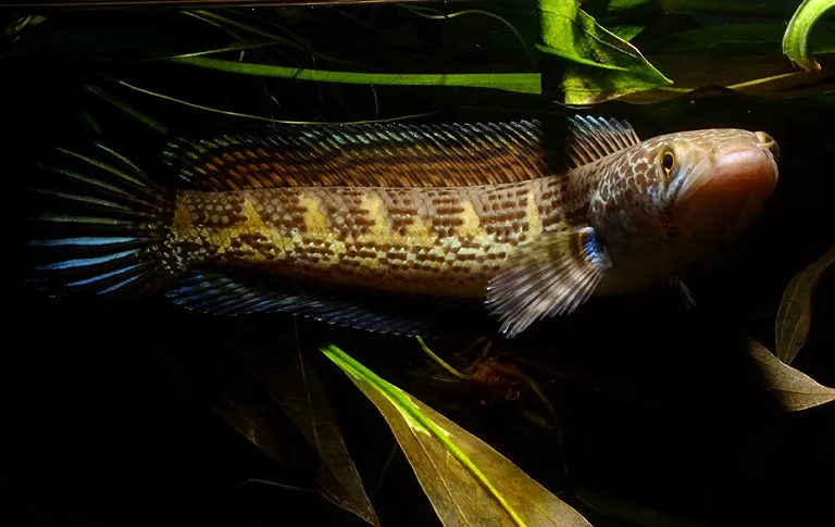Subadult.