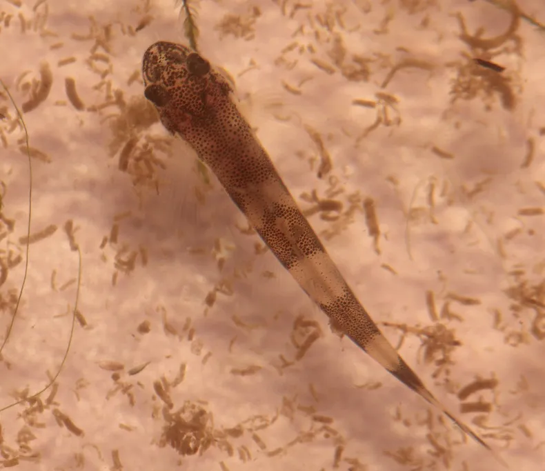Dorsal view of 40-day old individual.