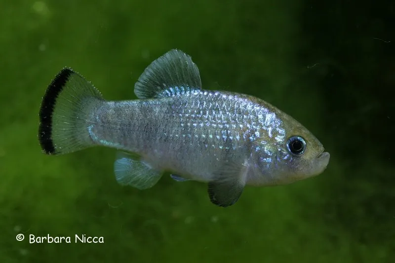 Cá pupfish Potosí, Cyprinodon alvarezi