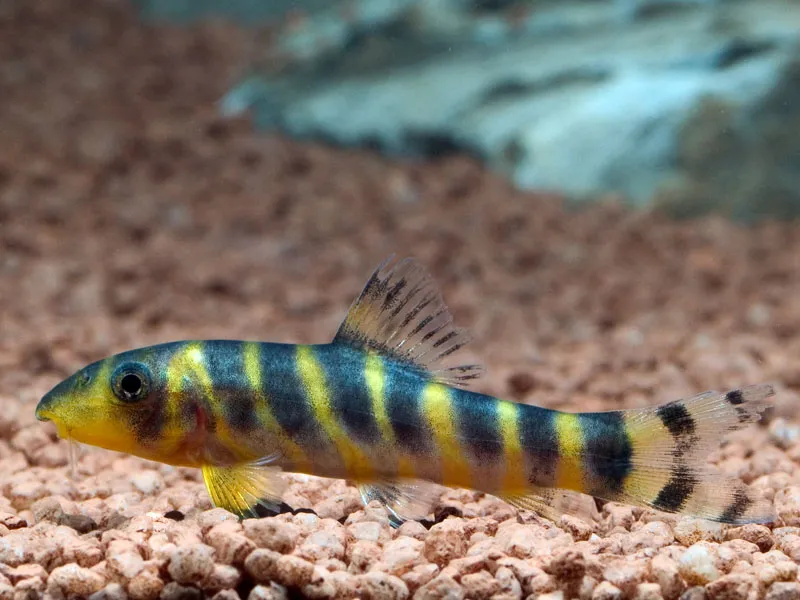 Cá chạch Bengal, Botia dario
