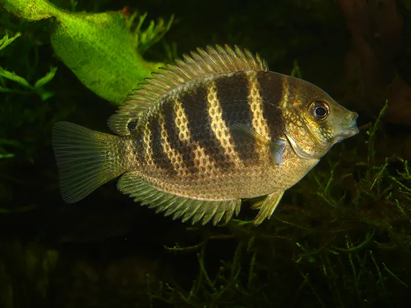Subadult.
