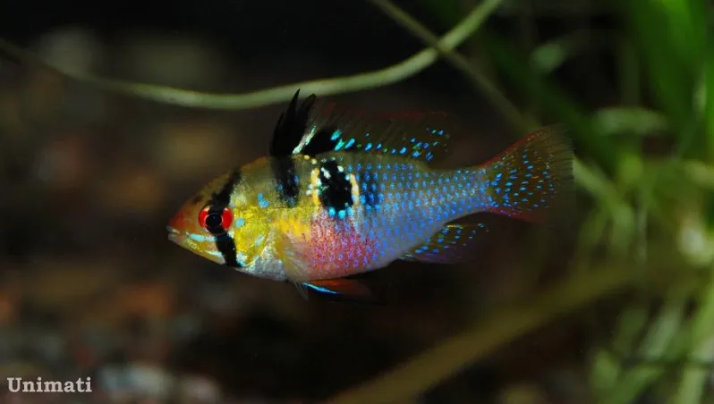 Adult female from the Danish aquarium trade.