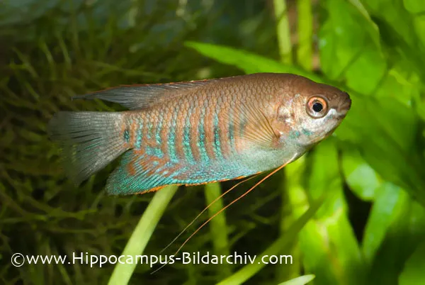Cá sặc môi dày, Trichogaster labiosa