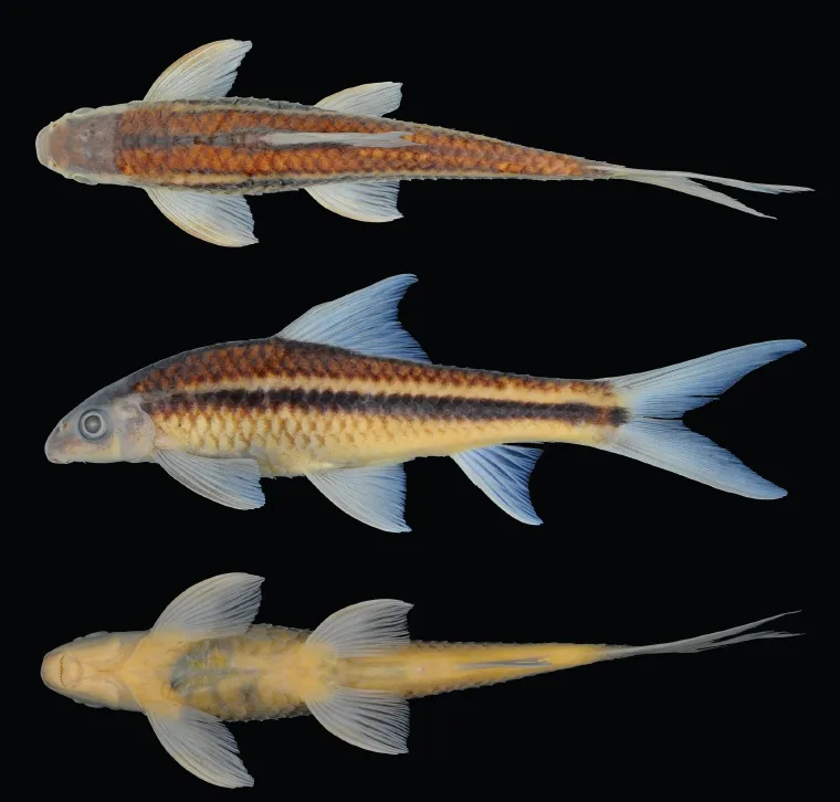 Cá Crossocheilus elegans, Crossocheilus elegans